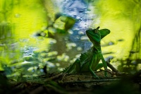 Bazilisek zeleny - Basiliscus plumifrons - Green Basilisk o8044-1